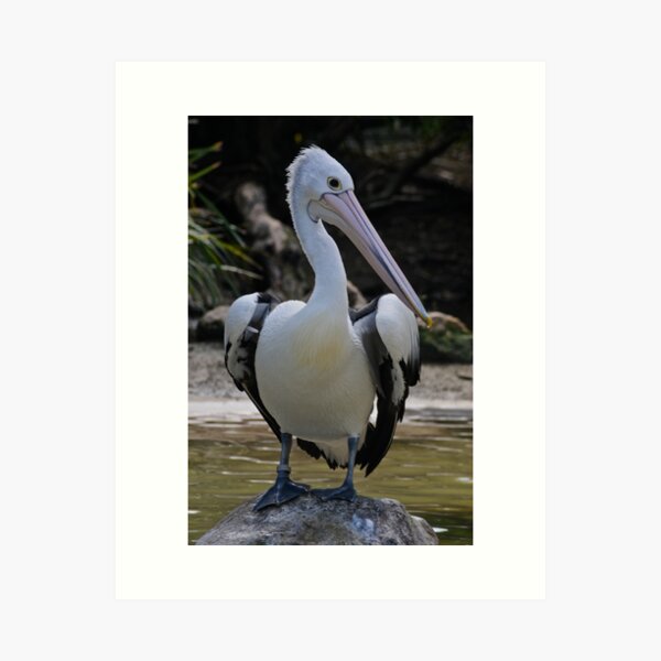 MARINE BIRD ~ Australian Pelican WPH7DHE5 by David Irwin Art Print