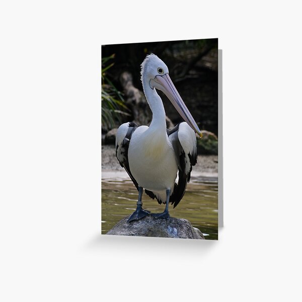Item preview, MARINE BIRD ~ Australian Pelican WPH7DHE5 by David Irwin designed and sold by tasmanianartist.