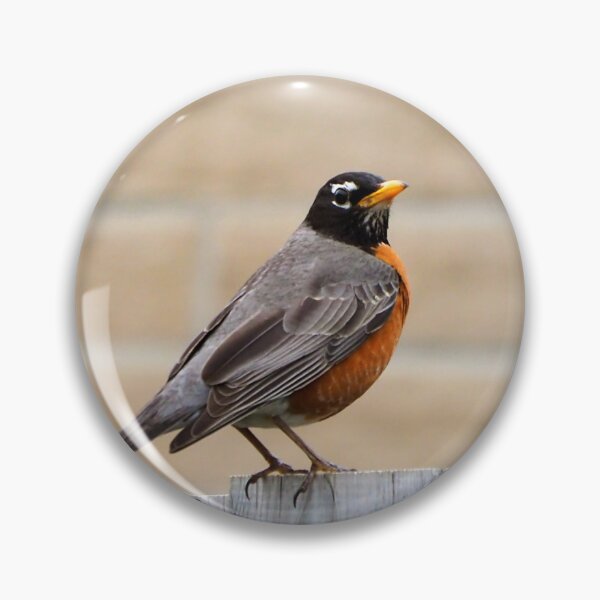 Item preview, An American Robin Standing On A Fence In My Backyard designed and sold by BackyardBirder.