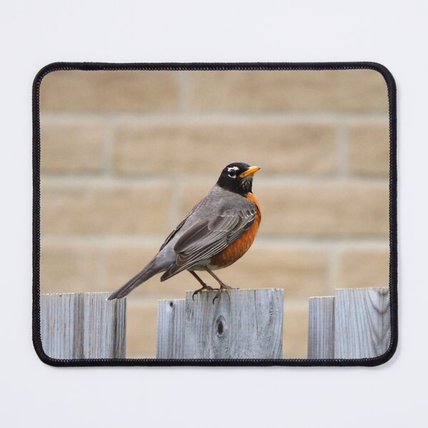 Aperçu de l'œuvre Un merle d'Amérique debout sur une clôture dans mon jardin créée et vendue par BackyardBirder.