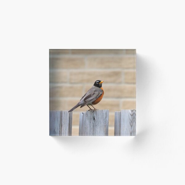 Item preview, An American Robin Standing On A Fence In My Backyard designed and sold by BackyardBirder.