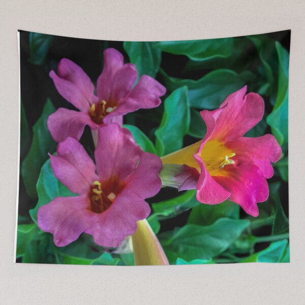 Item preview, Trumpet Vine Playing Its Different Tones!  designed and sold by heatherfriedman.