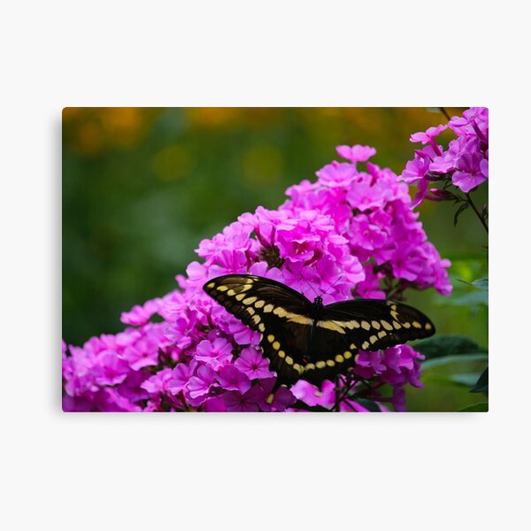 Butterfly & Phlox Canvas Print