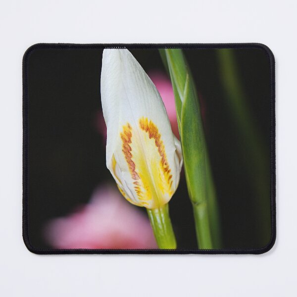 Item preview, White Iris Bud Lush  designed and sold by Joy Watson - Natural Light Photography .