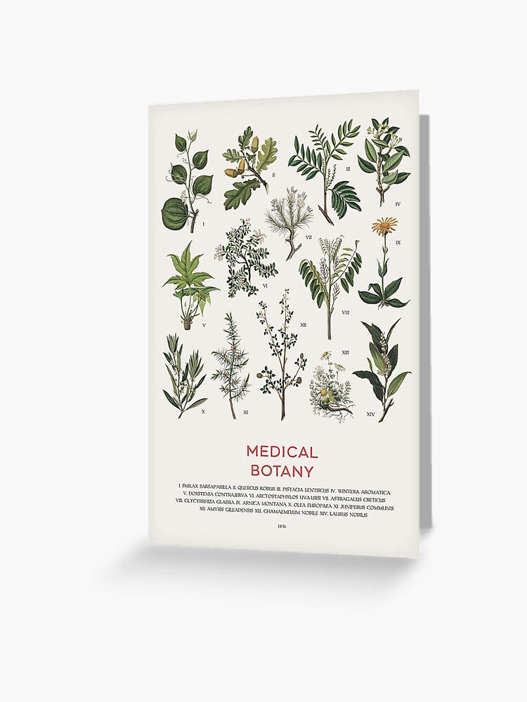 medicinal-plants-chart-greeting-card-for-sale-by-vintagrafica-redbubble for Free Printable Medicinal Herb Chart Medicinal Plants Chart