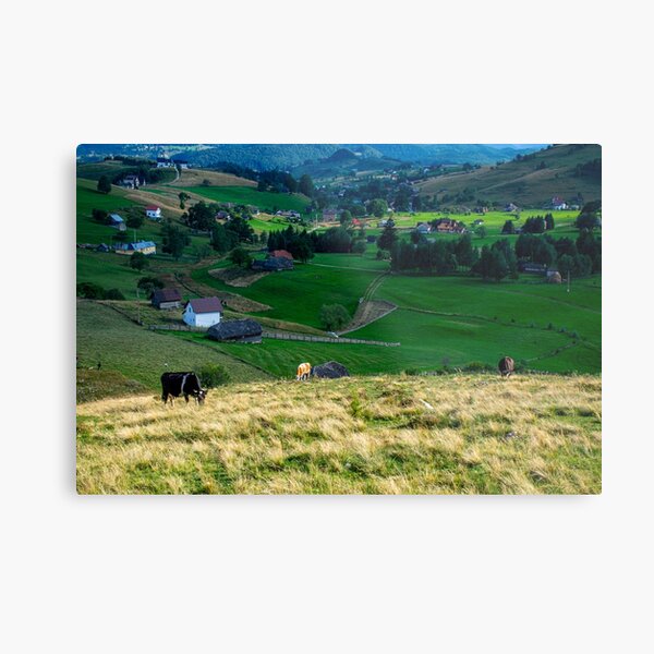 Item preview, Countryside Cow Photography designed and sold by Inspirely.