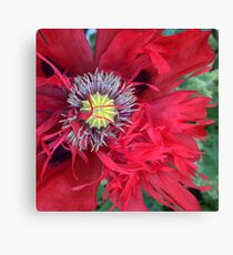 Double Red Poppy Canvas Print