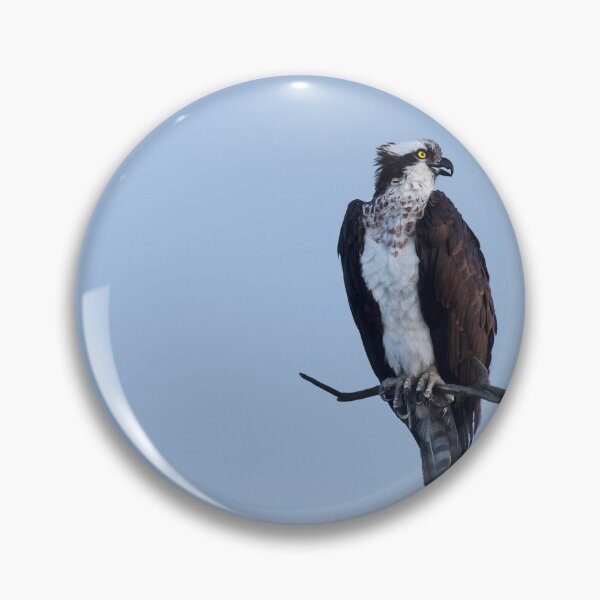 Item preview, Osprey designed and sold by Puttaswamy Ravishankar.