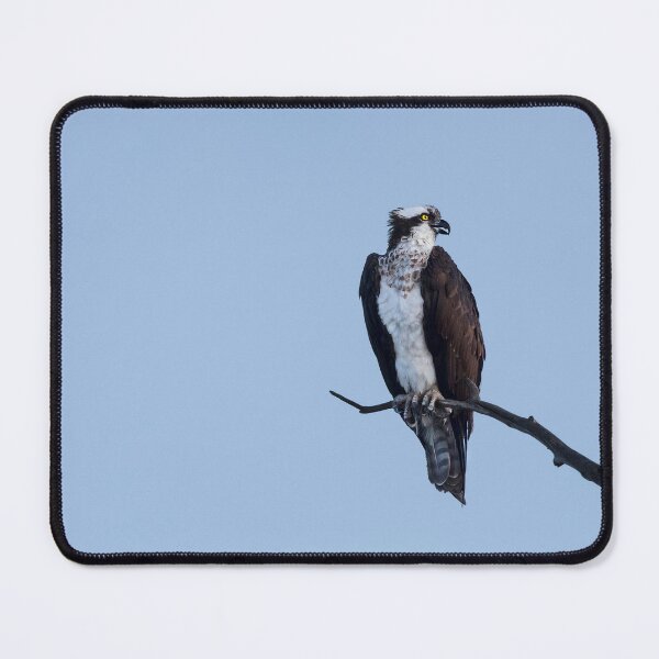 Item preview, Osprey designed and sold by Puttaswamy Ravishankar.