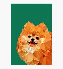 Pomeranian Photographic Print