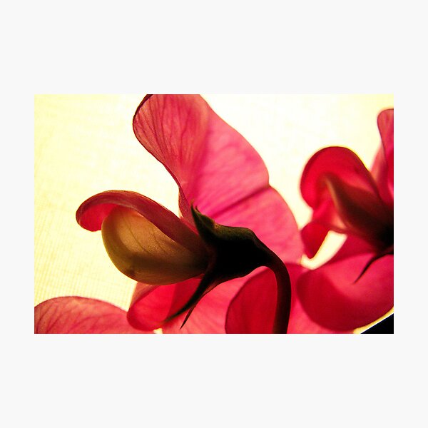 Sweetpea in the Spotlight Photographic Print