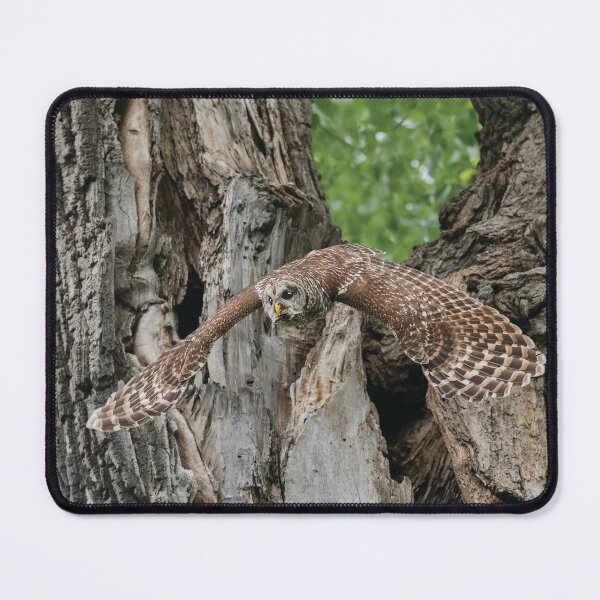 Item preview, Elegant Flying Wonder designed and sold by Puttaswamy Ravishankar.