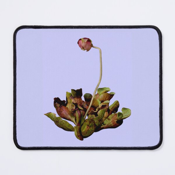Item preview, Pitcher Plant Purple Background. designed and sold by Anthony Seeker.