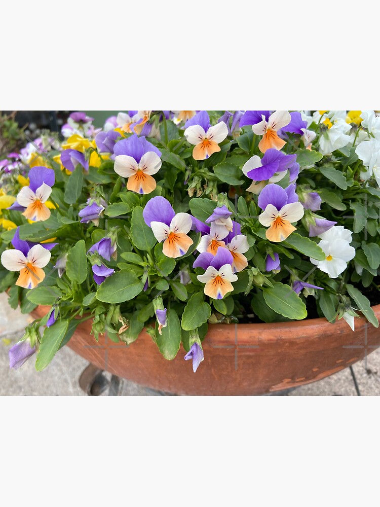"Violas with orange and purple petals" Sticker for Sale by ponted