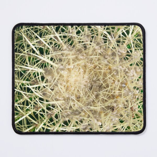 Item preview, Closeup of golden barrel, globe shaped cactus with sharp spines designed and sold by Anyarnia.