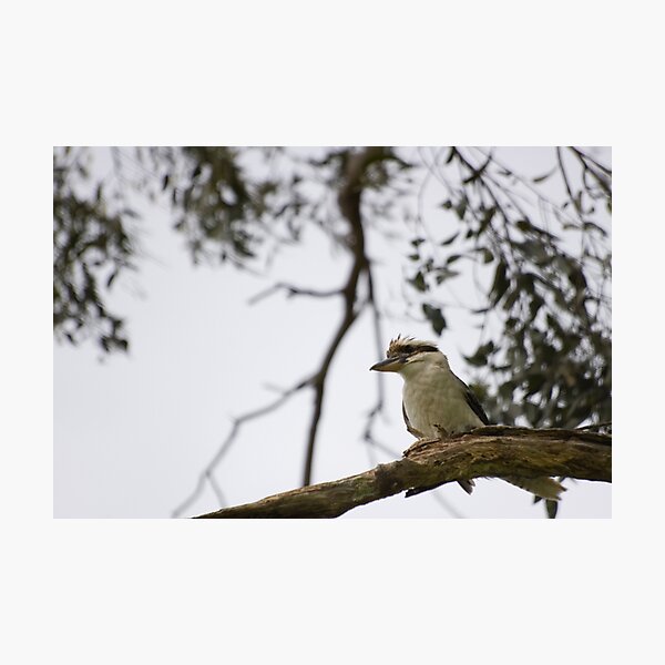 Item preview, - kookaburra - designed and sold by Nathan v.D.