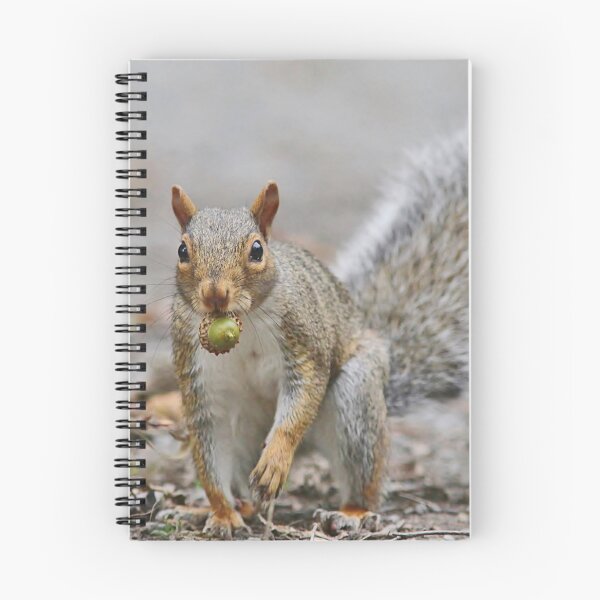 Item preview, Need to hide my acorn - Gray Squirrel designed and sold by Linda Crockett.