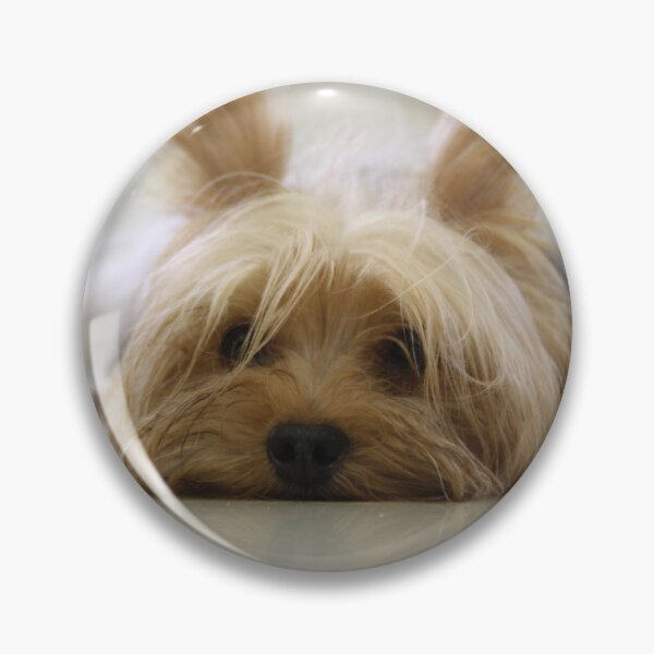 Item preview, Yorkshire Terrier Laying on Floor designed and sold by PrintPortal.