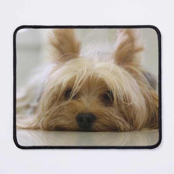 Item preview, Yorkshire Terrier Laying on Floor designed and sold by PrintPortal.