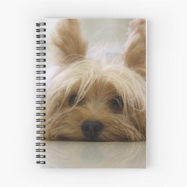 Item preview, Yorkshire Terrier Laying on Floor designed and sold by PrintPortal.