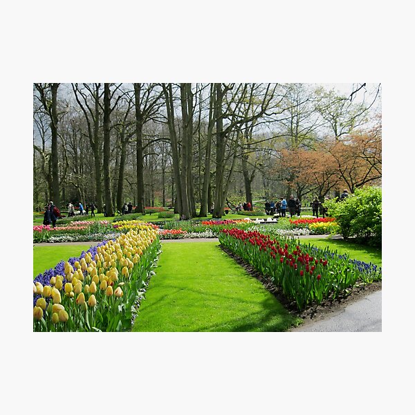 Item preview, Colourful Flowerbed - Keukenhof Gardens designed and sold by EasterDaffodil.