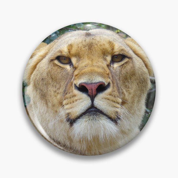 Item preview, Lion Lioness Close Up designed and sold by PrintPortal.
