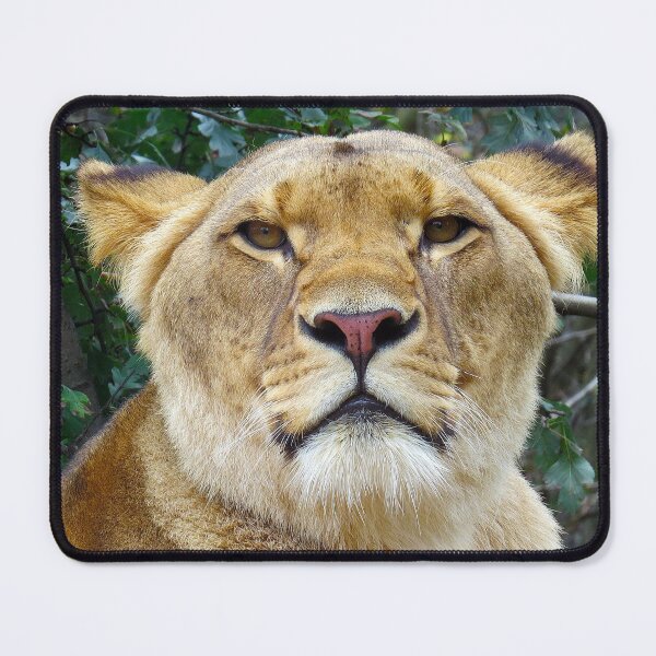 Item preview, Lion Lioness Close Up designed and sold by PrintPortal.