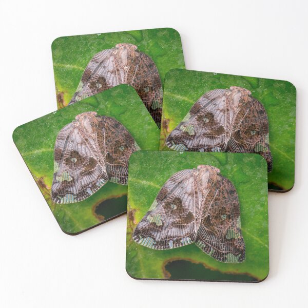 Item preview, A Ricaniid Planthopper (Ricania Marginalis) designed and sold by AvonPerception.