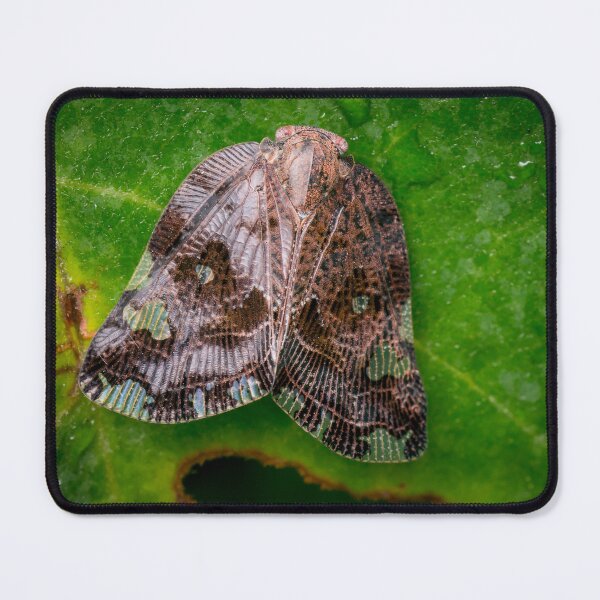 Item preview, A Ricaniid Planthopper (Ricania Marginalis) designed and sold by AvonPerception.