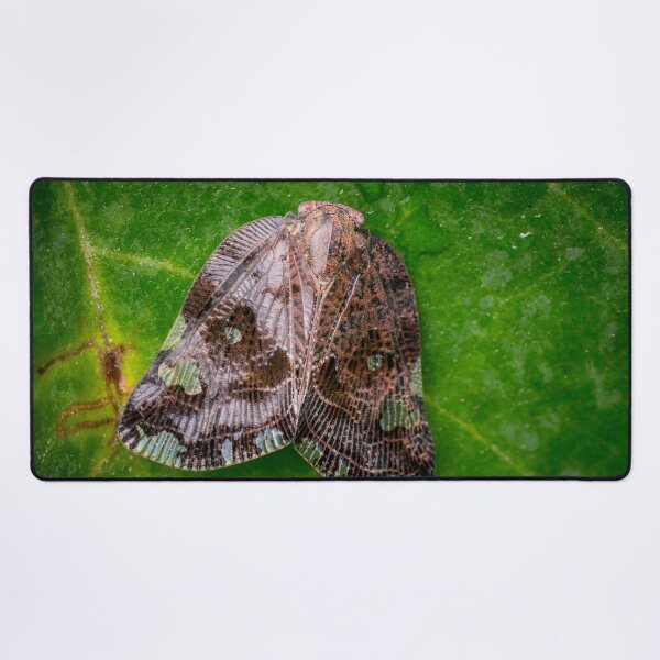 Item preview, A Ricaniid Planthopper (Ricania Marginalis) designed and sold by AvonPerception.