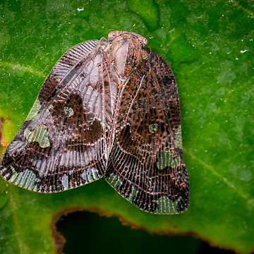 Artwork thumbnail, A Ricaniid Planthopper (Ricania Marginalis) by AvonPerception