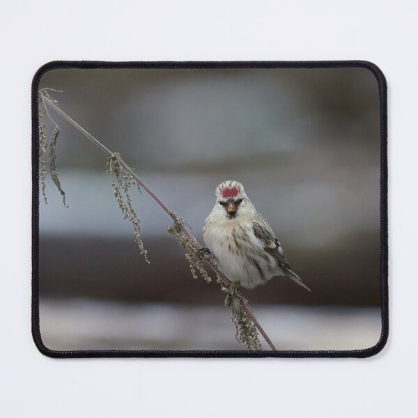Item preview, To be or not to be. Arctic redpoll designed and sold by Jouko Lehto Photography.