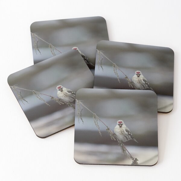Item preview, To be or not to be. Arctic redpoll designed and sold by Jouko Lehto Photography.