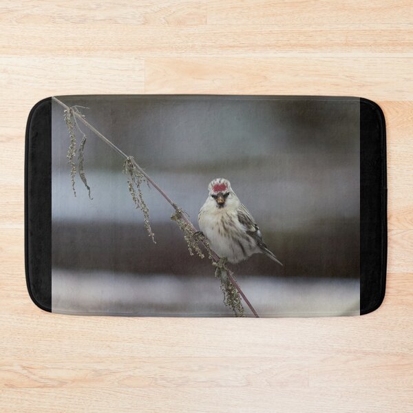 Item preview, To be or not to be. Arctic redpoll designed and sold by Jouko Lehto Photography.