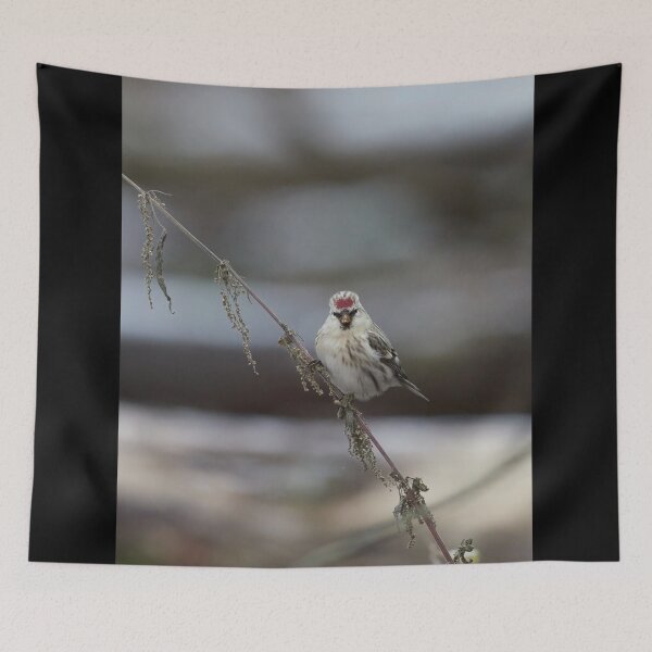 Item preview, To be or not to be. Arctic redpoll designed and sold by Jouko Lehto Photography.