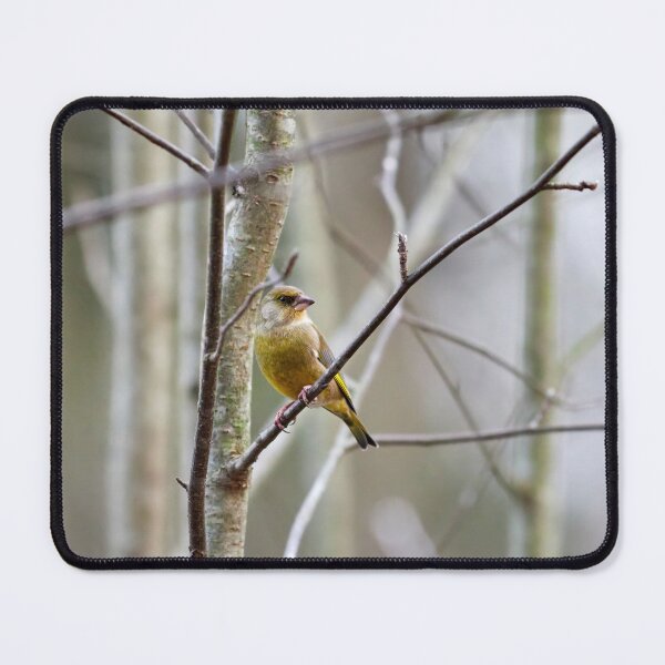 Item preview, Pastel colors. European greenfinch designed and sold by Jouko Lehto Photography.