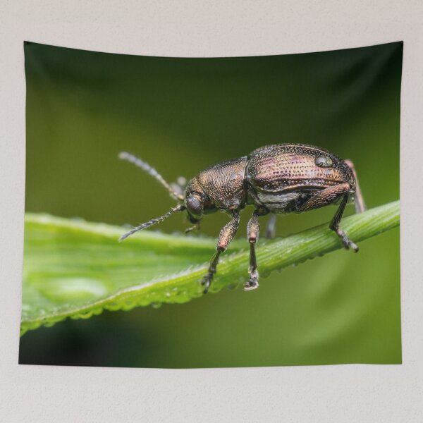 Item preview, A metallic leaf beetle (Nodina sp) on a leaf with morning dew designed and sold by AvonPerception.