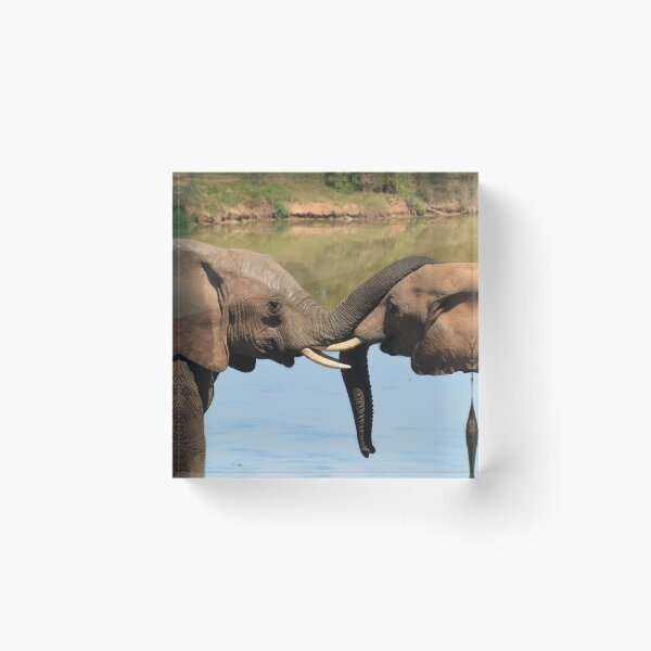 Item preview, Elephants kissing with trunks in Africa designed and sold by PrintPortal.