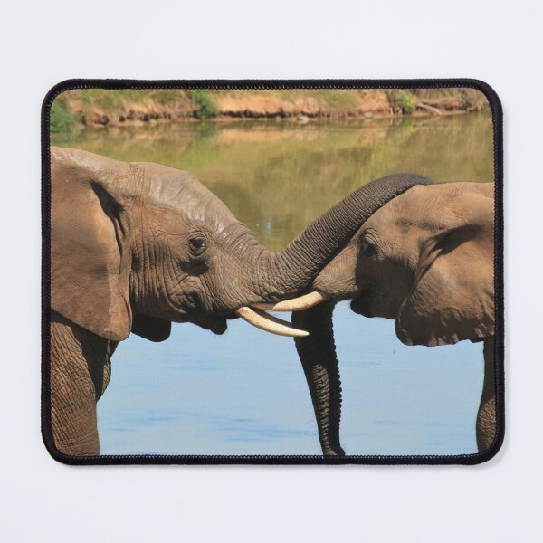 Item preview, Elephants kissing with trunks in Africa designed and sold by PrintPortal.