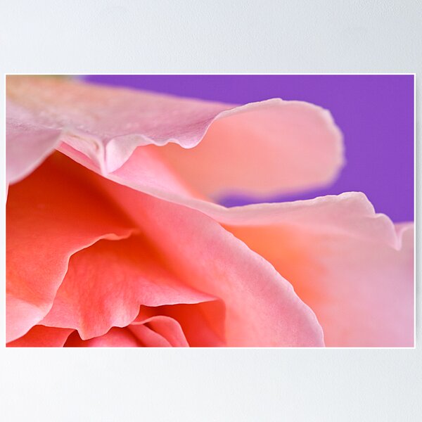 Artikelvorschau, The Rose entworfen und verkauft von Janine  Hewlett.