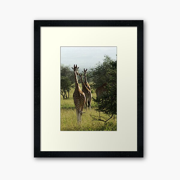 Out for a stroll Framed Art Print