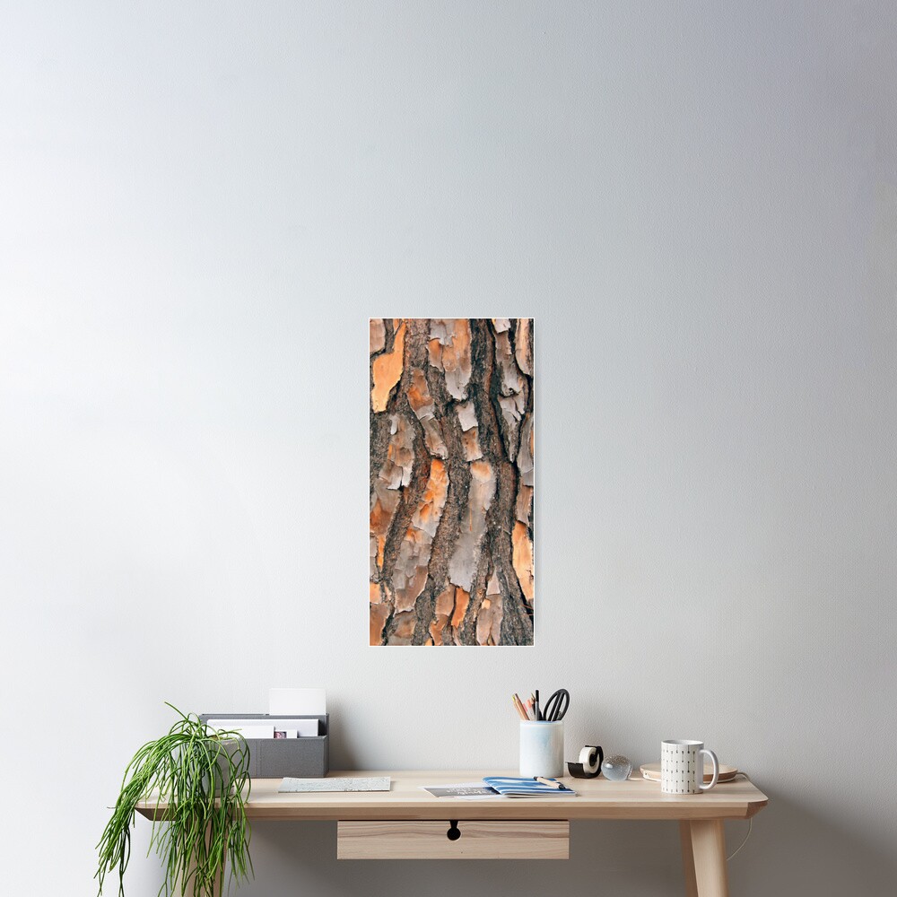 Scots Pine - in colour Poster
