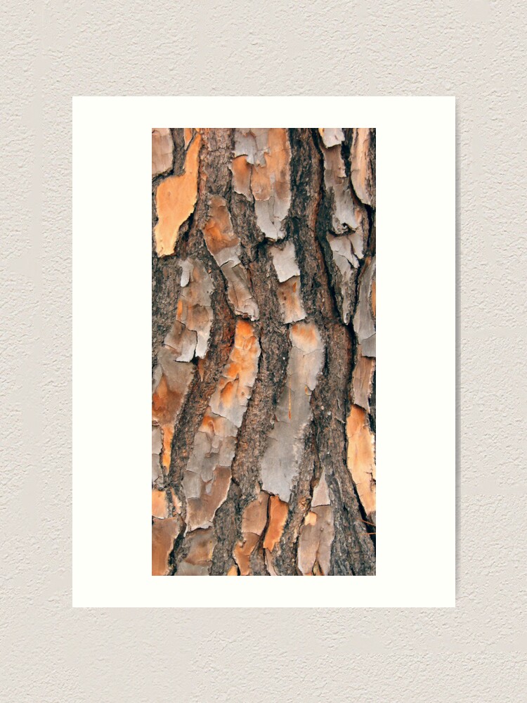 Alternate view of Scots Pine - in colour Art Print