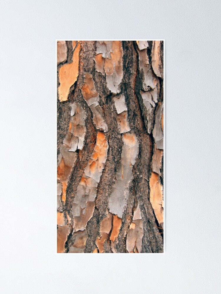 Alternate view of Scots Pine - in colour Poster