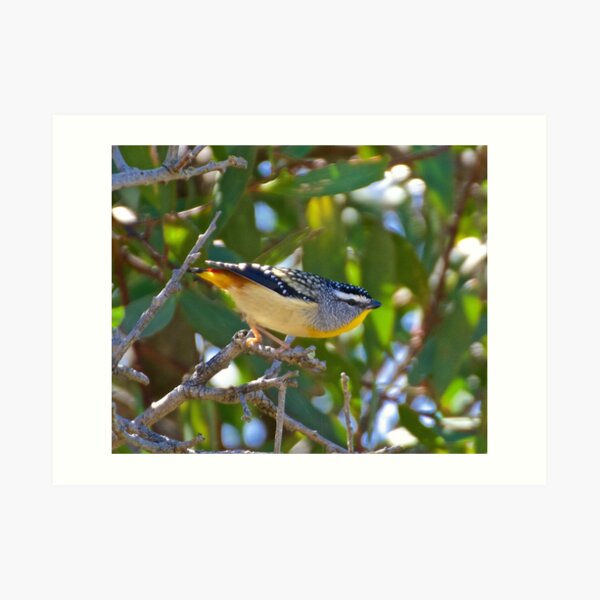 Spotted Pardalote Art Print