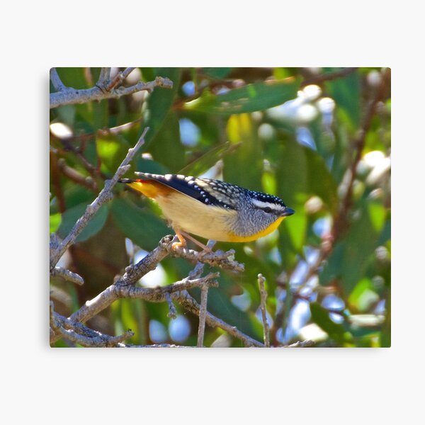 PARDALOTE ~ Spotted Pardalote ipqVrRmx by David Irwin Canvas Print