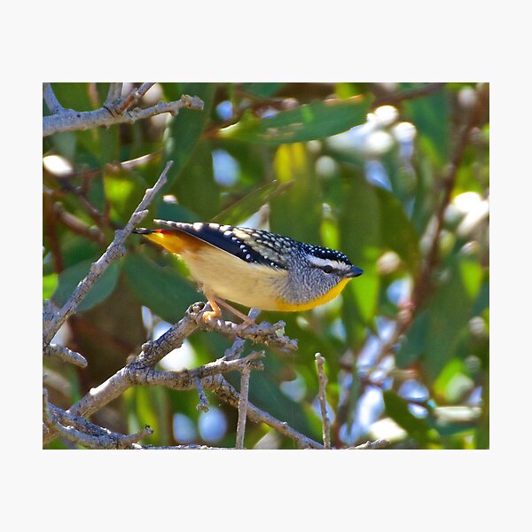 PARDALOTE ~ Spotted Pardalote ipqVrRmx by David Irwin Photographic Print