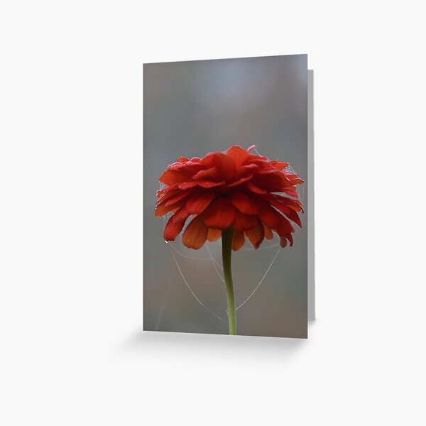 The Web of Life Greeting Card