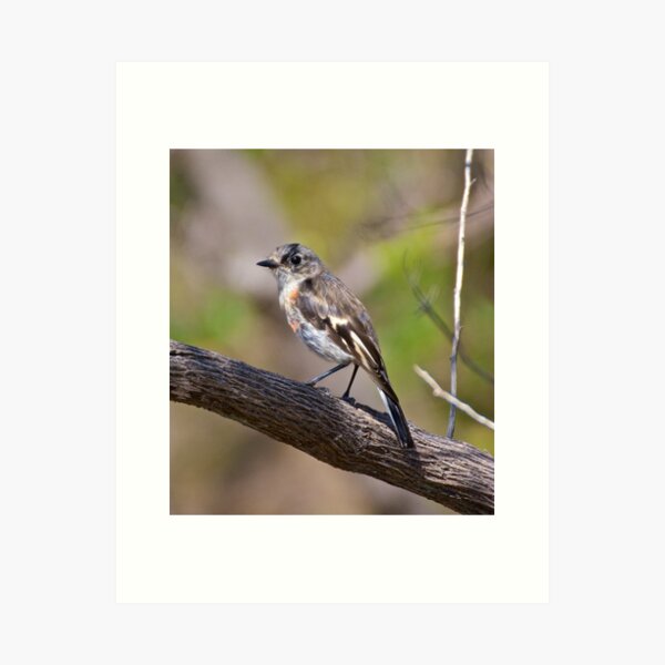 ROBIN ~ Flame Robin LGRAkKyB by David Irwin Art Print
