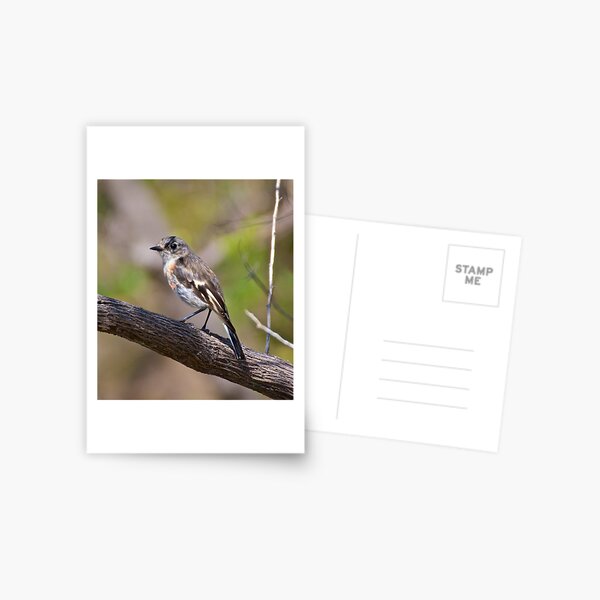 ROBIN ~ Flame Robin LGRAkKyB by David Irwin Postcard